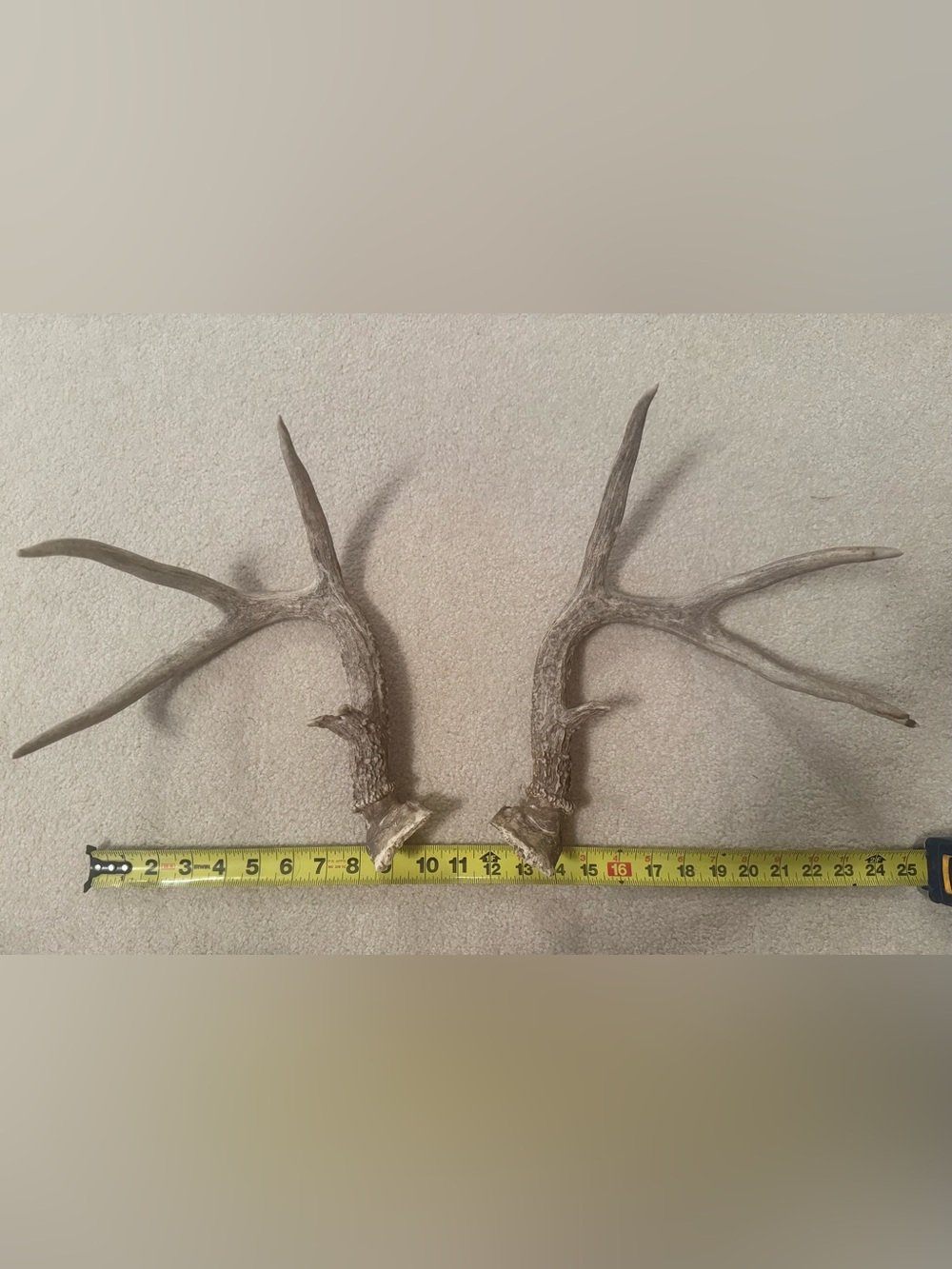 Deer Antler natural shed